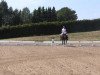 dressage horse Berkatal Faible (German Riding Pony, 1995, from Dörnberg's Equistro)