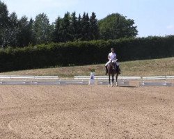 dressage horse Berkatal Faible (German Riding Pony, 1995, from Dörnberg's Equistro)