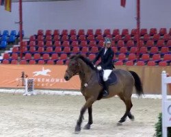 jumper Capricia 11 (Oldenburg show jumper, 2005, from Con Capitol)