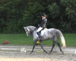 dressage horse Duplo 39 (Westphalian, 2006, from Del Rio)