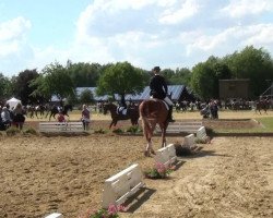 dressage horse Dawson's Creek 2 (Westphalian, 2006, from Del Rio)