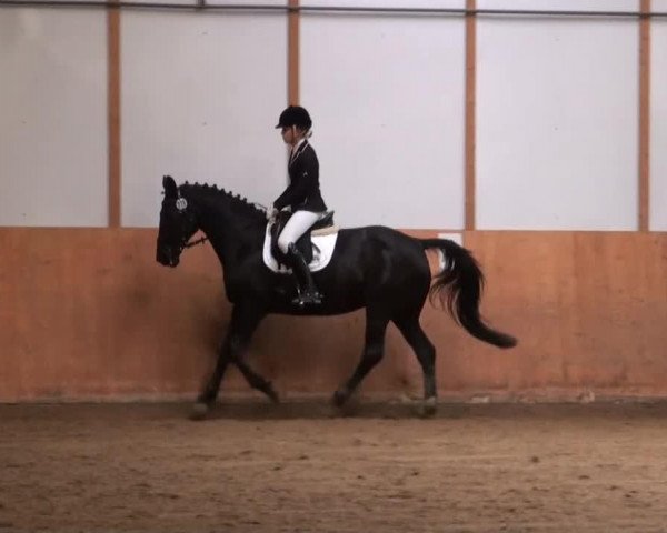 dressage horse Prisca 62 (Rhinelander, 1997, from Platini M)