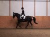 dressage horse Prisca 62 (Rhinelander, 1997, from Platini M)