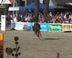 dressage horse Whinni-Pooh (Hanoverian, 2002, from Worldly I)