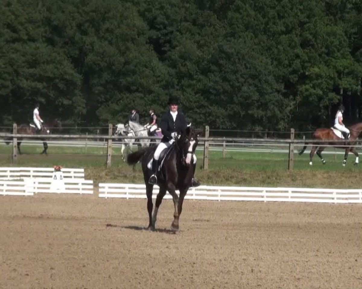 broodmare Weltinda (Oldenburg, 2001, from Welt Hit II)
