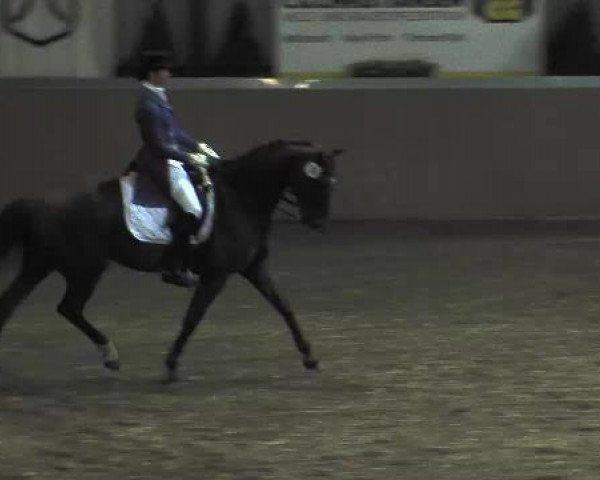 dressage horse Doria 78 (Hanoverian, 2003, from D'Olympic)