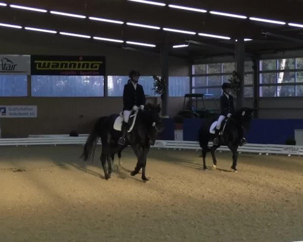 Dressurpferd Zamora (Koninklijk Warmbloed Paardenstamboek Nederland (KWPN), 2004, von Krack C)