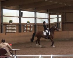 dressage horse Golden Fire 10 (Trakehner, 2006, from Cadeau)