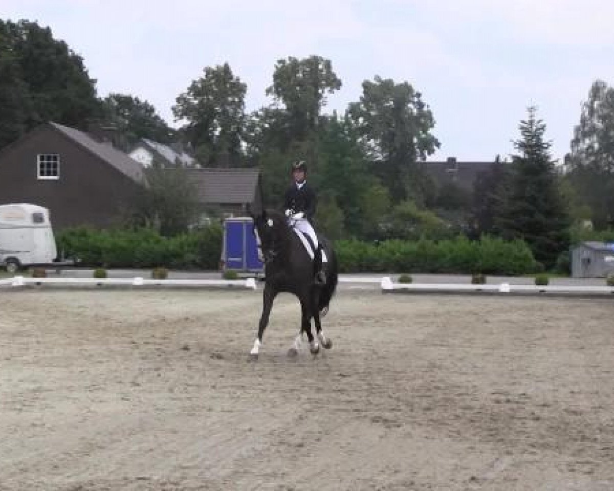 dressage horse Heinzi 9 (Rhinelander, 2003, from Harvard)
