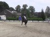 dressage horse Heinzi 9 (Rhinelander, 2003, from Harvard)