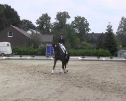 dressage horse Heinzi 9 (Rhinelander, 2003, from Harvard)