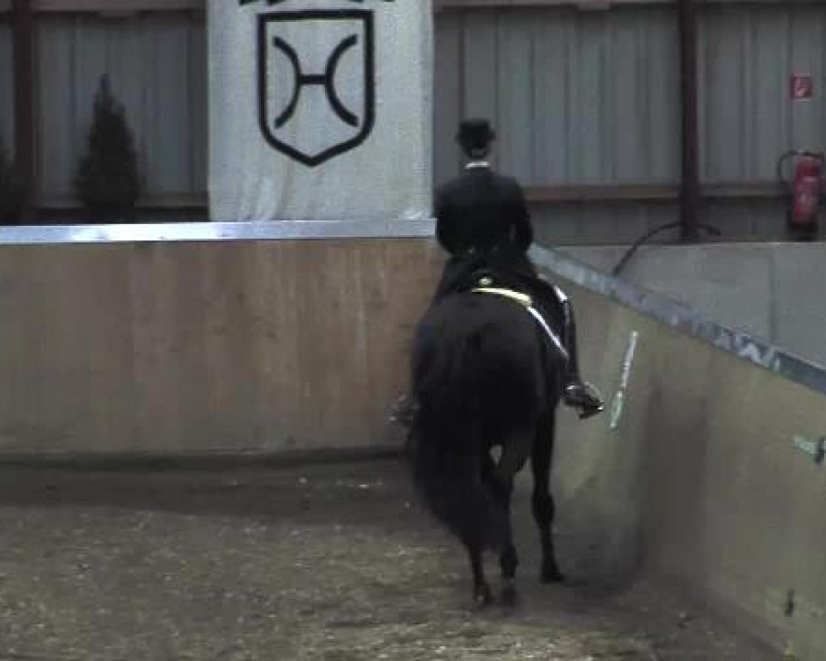 dressage horse Duchessa 6 (Hanoverian, 2001, from Del Piero)