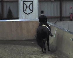 dressage horse Duchessa 6 (Hanoverian, 2001, from Del Piero)