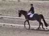 dressage horse Coronto (Hessian Warmblood, 2004, from Calgary)