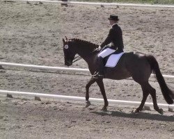 dressage horse Coronto (Hessian Warmblood, 2004, from Calgary)