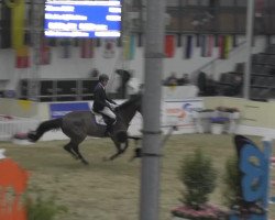 jumper Zorro 242 (Hanoverian, 2002, from Zacharias)