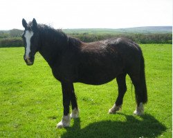 Zuchtstute Osbourn Daisy (Welsh-Cob (Sek. D), 1995, von Tireinon Jubilation)