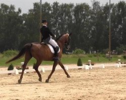 dressage horse Romaine (Hanoverian, 2000, from Rosentau)