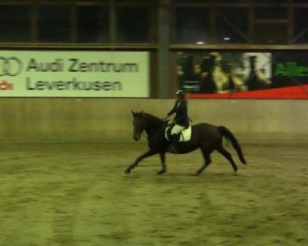 broodmare Chyenne 8 (German Sport Horse, 2005, from Collini)