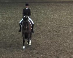 dressage horse Capriati 5 (Holsteiner, 2001, from Calimero)