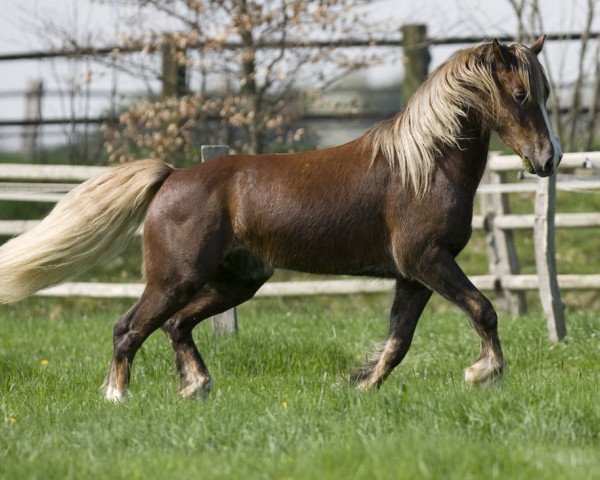 Pferd Coednewydd J.R. (Welsh-Cob (Sek. D), 2004, von Coednewydd Comet)