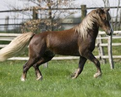 horse Coednewydd J.R. (Welsh-Cob (Sek. D), 2004, from Coednewydd Comet)