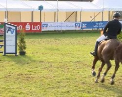 jumper Zaramino (Oldenburg show jumper, 2002, from Zapateado 128 FIN)