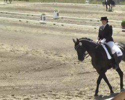 dressage horse Pontiac 34 (Württemberger, 2005, from Pik Junior)