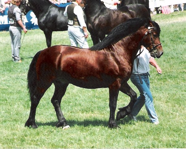 stallion Coednewydd Comet (Welsh-Cob (Sek. D), 1987, from Ty'r Capel Comet)