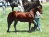 stallion Coednewydd Comet (Welsh-Cob (Sek. D), 1987, from Ty'r Capel Comet)