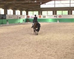 dressage horse Well Paladino (Hanoverian, 2000, from Welser)