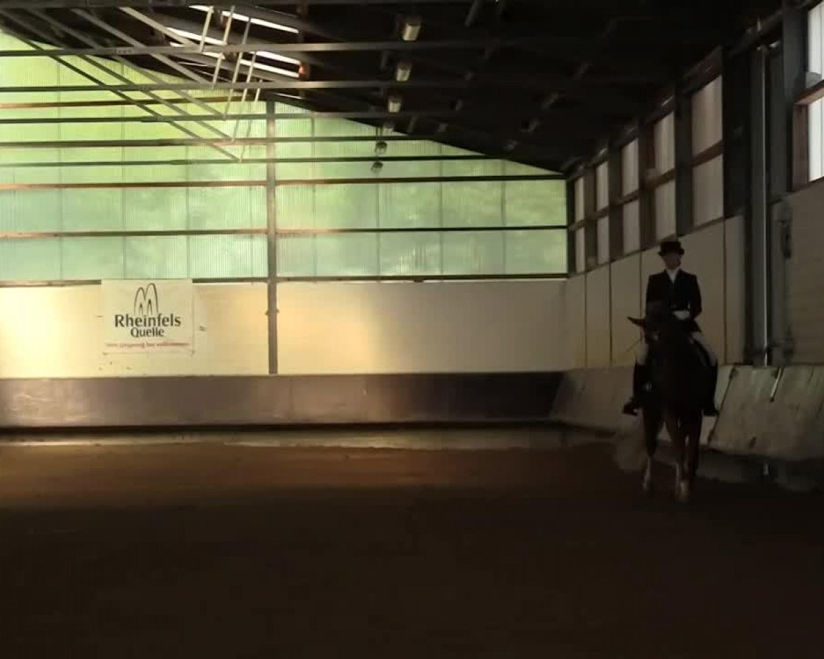 stallion Good Looking (German Riding Pony, 2006, from FS Golden Highlight)