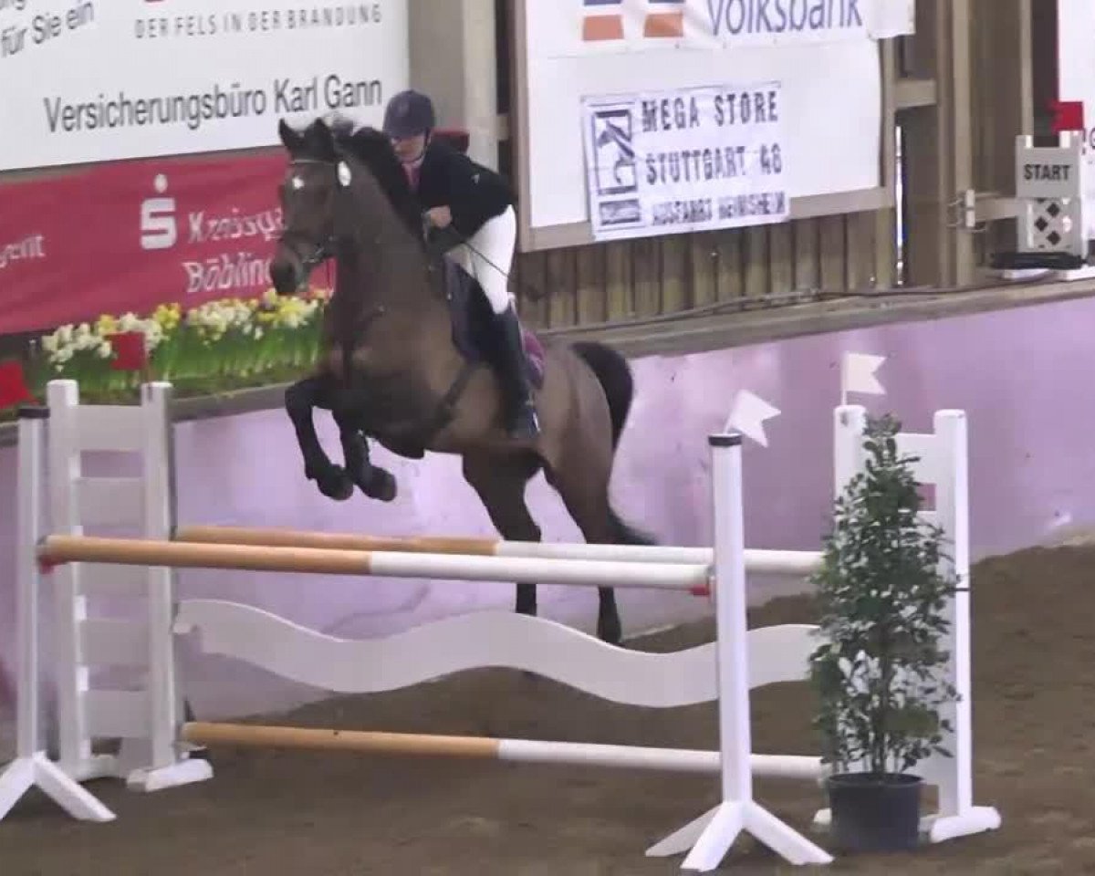 jumper Gismon Le Joli (Württemberger, 2002, from Grafenstolz)