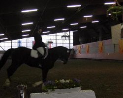 dressage horse Anton (Westphalian, 1999, from Aquilino)