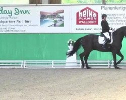 dressage horse Humphrey 54 (Hanoverian, 2007, from Hotline)