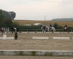 dressage horse William Shakespeare (Hanoverian, 1995, from Westwall)