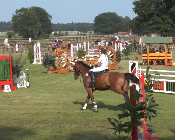 jumper President Lincoln (Hanoverian, 2004, from Perpignon)