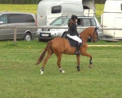 jumper Windrose 145 (Hanoverian, 2002, from Wind Dancer)