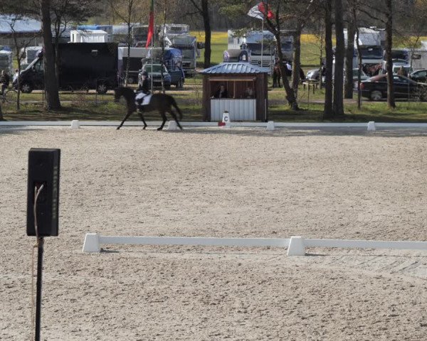 Reitturnier Westergellersen 2021