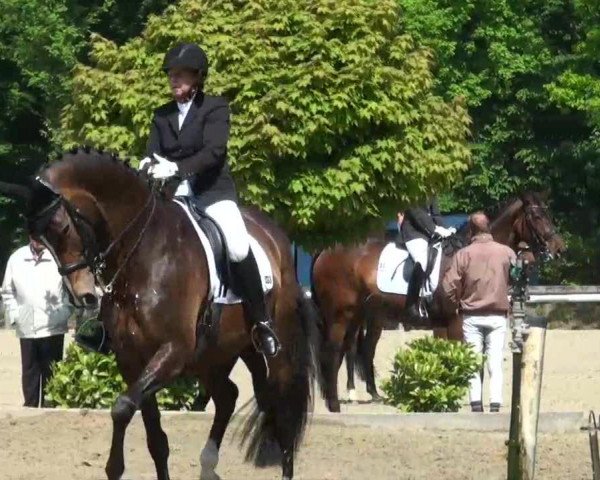 dressage horse Wiva Comtessa (Oldenburg, 2003, from Tuareg)