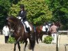 dressage horse Wiva Comtessa (Oldenburg, 2003, from Tuareg)