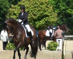 dressage horse Wiva Comtessa (Oldenburg, 2003, from Tuareg)