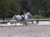 Dressurpferd Top Noel (Deutsches Reitpony, 1999, von Top Nonstop)