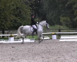 dressage horse Top Noel (German Riding Pony, 1999, from Top Nonstop)