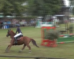 dressage horse Tivola (German Riding Pony, 1999, from Top Nonstop)