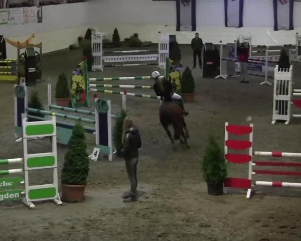 jumper Tequila 213 (German Riding Pony, 1997, from Top Nonstop)