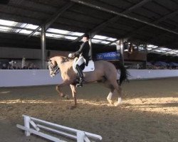 dressage horse Rashqai H.U. (Westphalian, 2005, from Royal Hit)