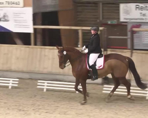 dressage horse Dance-Floor (Westphalian, 2005, from Dancing Dynamite)