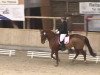 dressage horse Dance-Floor (Westphalian, 2005, from Dancing Dynamite)