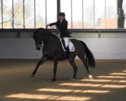 dressage horse Dancing Boy 22 (Westphalian, 2005, from Dancing Dynamite)